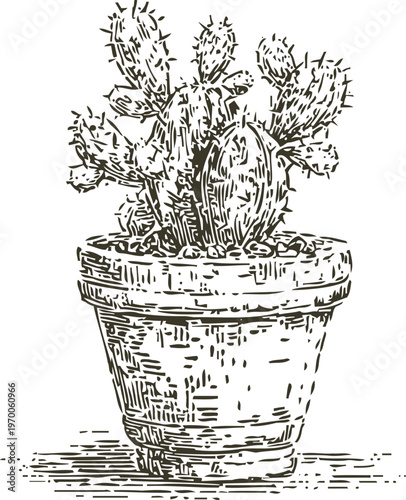 Hand drawn illustration of prickly cactus plant in a round clay pot with textured shading