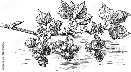 Gooseberry branch with leaves and ripe berries illustration botanical vintage black and white drawing