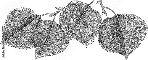 Detailed botanical illustration of aspen tree leaves with fine veins and serrated edges