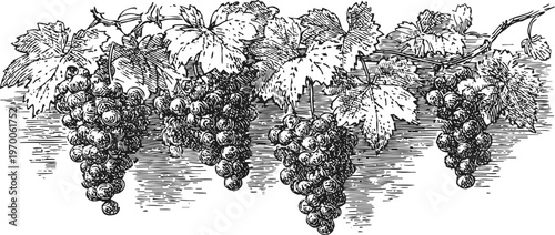 Vintage grapevine illustration with bunches of grapes and detailed leaves hanging on the branch