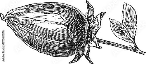 vintage botanical illustration of a cacao pod with leaves and stem detail