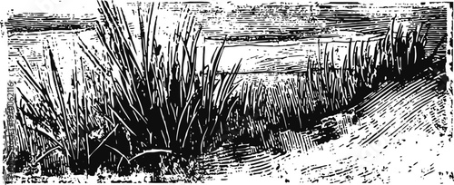 Black and white detailed illustration of wild grass growing near water and sandy soil