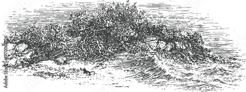 Ancient tree with sprawling roots on rocky terrain vintage hand drawn nature illustration in detailed sketch