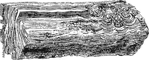 Detailed vintage engraving of a lumber log with visible rings and textured bark