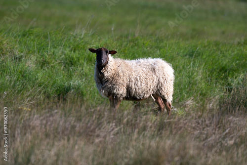 Photos Mouton Belle Ile,