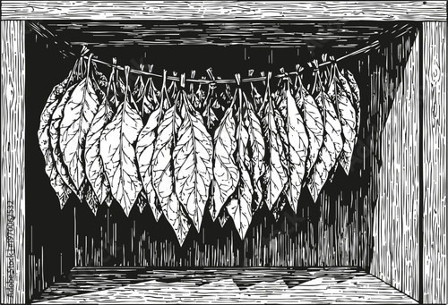 Tobacco leaves hanging to dry in wooden box vintage engraving illustration of curing process