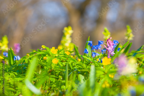 wild flowers growth on the forest glade, beautiful spring natural background