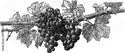 Vintage black and white drawing of grapevine with leaves and bunches of grapes hanging on the branch