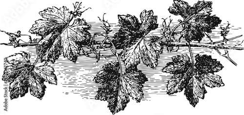 grapevine branch with detailed leaves vintage botanical illustration black and white