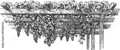 Grapevine trellis with hanging grape clusters vintage botanical garden vine illustration