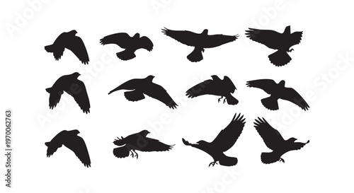 Silhouette of birds in various flight positions against a white background isolated on transparent background
