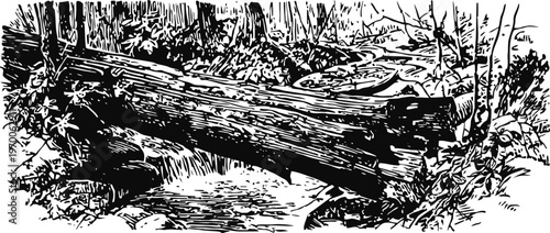 natural forest stream flowing under fallen log bridge with surrounding trees and foliage