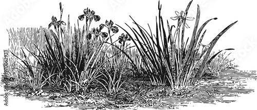 Wetland plants cluster with flowers and reeds growing on water edge in natural habitat