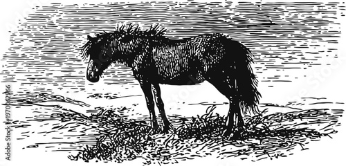 Black and white vintage engraving of a solitary horse standing on grass with textured sky background
