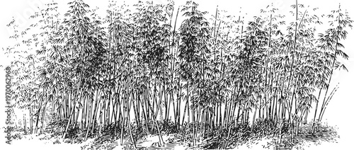 Dense bamboo grove with tall slender stalks and delicate leaves in natural environment