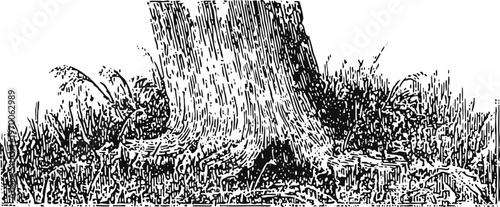 Tree trunk and roots with grass and small plants detailed vintage black and white botanical illustration