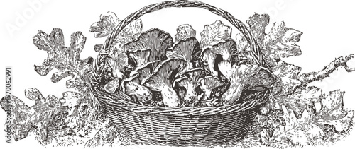 Basket filled with wild mushrooms surrounded by oak leaves hand drawn natural forest harvest illustration
