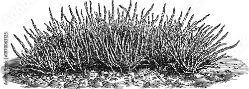 Dry desert bush with sparse leaves and rugged branches on arid ground landscape illustration