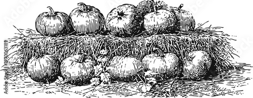 Vintage illustration of pumpkins arranged on a hay bale with vines and leaves in rustic setting
