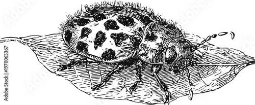 Vintage illustration of a spotted beetle crawling on a leaf, detailed insect drawing