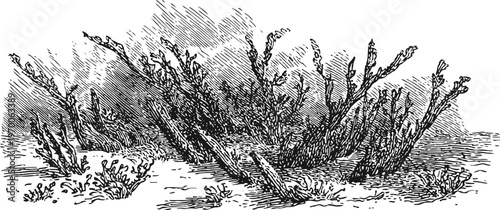 Underwater seaweed and coral illustration with detailed line engraving style, ocean flora and marine environment