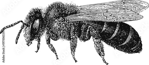 Detailed black and white illustration of a honeybee side view with textured wings and fuzzy body