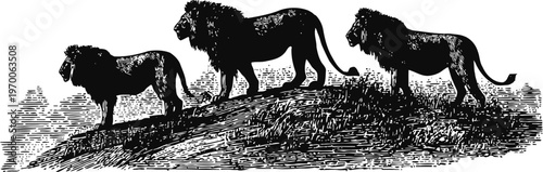 three lions standing on a hill, wildlife silhouette, savannah animals in natural habitat