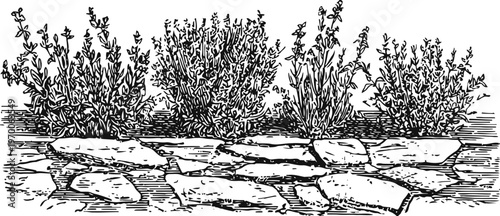 Hand drawn vintage herbs growing in stone planters with detailed botanical line art