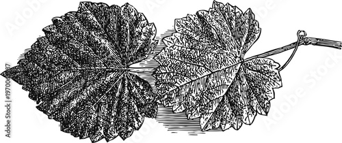 Vintage botanical illustration of grapevine leaves with detailed veins and stem