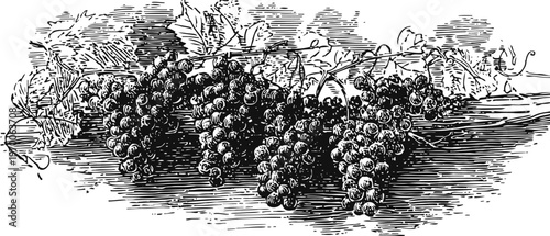 Vintage illustration of ripe grape clusters hanging from vine branches with leaves in detailed engraving
