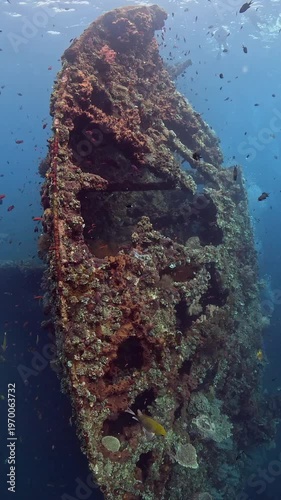Sea life around the famous Liberty ship wreck. Tulamben, Bali, Indonesia. 4k slow motion.	