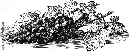 Vintage black and white illustration of grape cluster with leaves on the vine