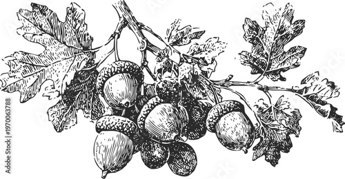 Oak branch with acorns and leaves detailed vintage botanical illustration in black and white