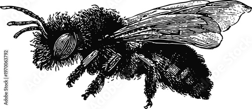 Detailed black and white illustration of a honey bee with visible wings and fuzzy body hairs