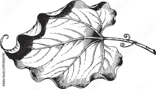 Detailed black and white illustration of a single autumn leaf with curling edges and visible veins