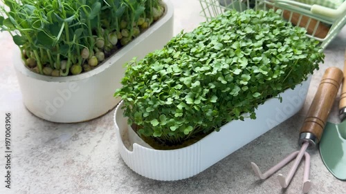 Fresh pea and arugula microgreens growing concept