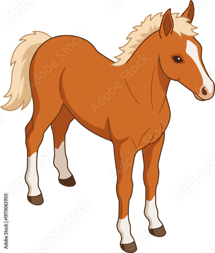 Young chestnut foal standing with white markings