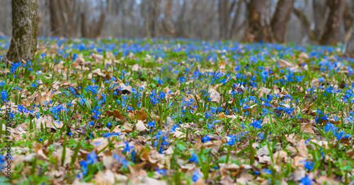 closeup heap of blue snowdrop flowers on the forest glade, spring natural outdoor background