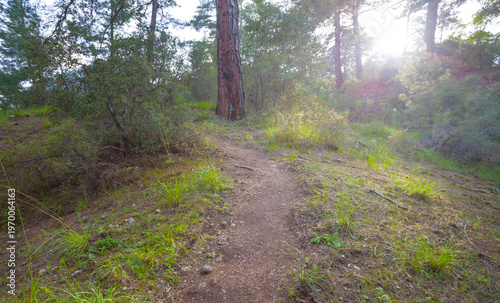 wide spring forest glade in light of sparkle sun, seasonal outdoor forest scene