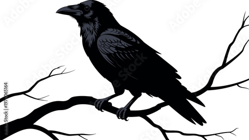 Black crow perched on bare tree branch in winter with snow background isolated silhouette