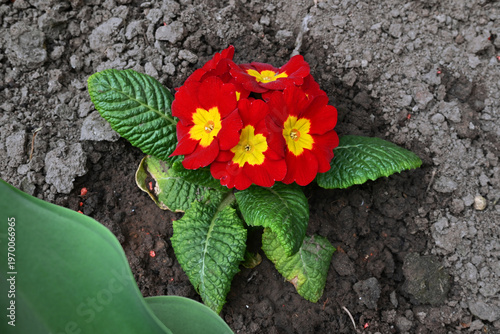 A bright red bush of primrose flowers with a yellow center in a spring garden