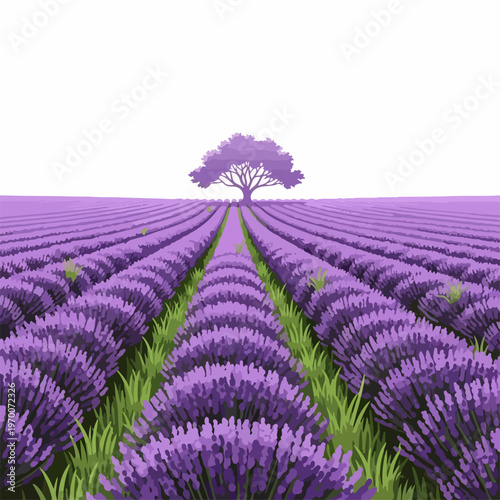 Vibrant purple lavender field extends into horizon with solitary tree. Expansive lavender field landscape features fragrant blossoms, neat green rows, peaceful atmosphere.