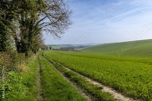 Young crops growing in the South Downs, on a sunny March day
