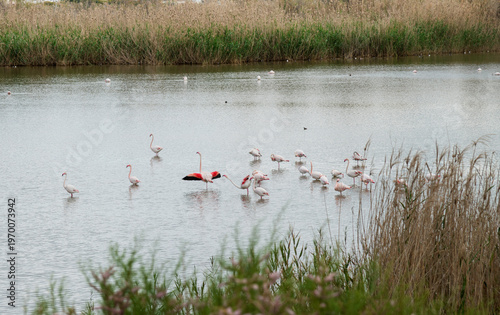 Flamingos in a lake, stock photo in Larnaca Oroklini