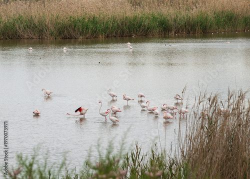 Flamingos in a lake, stock photo in Larnaca Oroklini