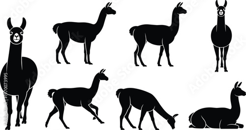 Black silhouette vector illustration set featuring various wild llamas and alpacas in different poses like running grazing and resting for south american safari nature design
