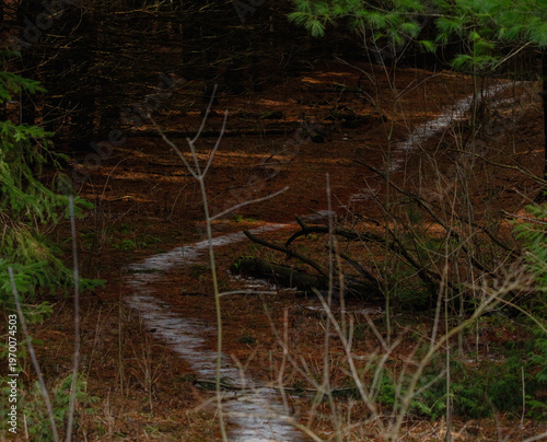 Ice covered trail winding through pine forest in early Spring