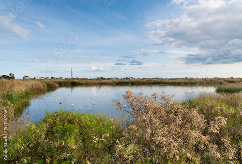 Flamingos in a lake, stock photo in Larnaca Oroklini