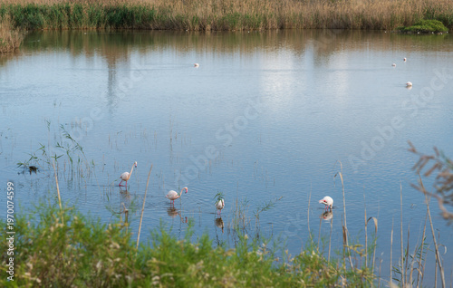 Flamingos in a lake, stock photo in Larnaca Oroklini