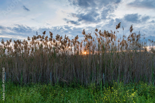 Sunset over a wheat field Larnaca ,Oroklini ,Cyprus